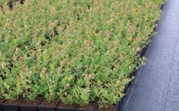 Prokurator i więzienie za nielegalne rozmnażanie chronionych odmian. Nowe przepisy już obowiązują