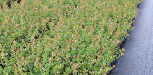 Prokurator i więzienie za nielegalne rozmnażanie chronionych odmian. Nowe przepisy już obowiązują