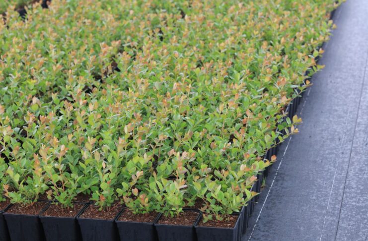 Prokurator i więzienie za nielegalne rozmnażanie chronionych odmian. Nowe przepisy już obowiązują