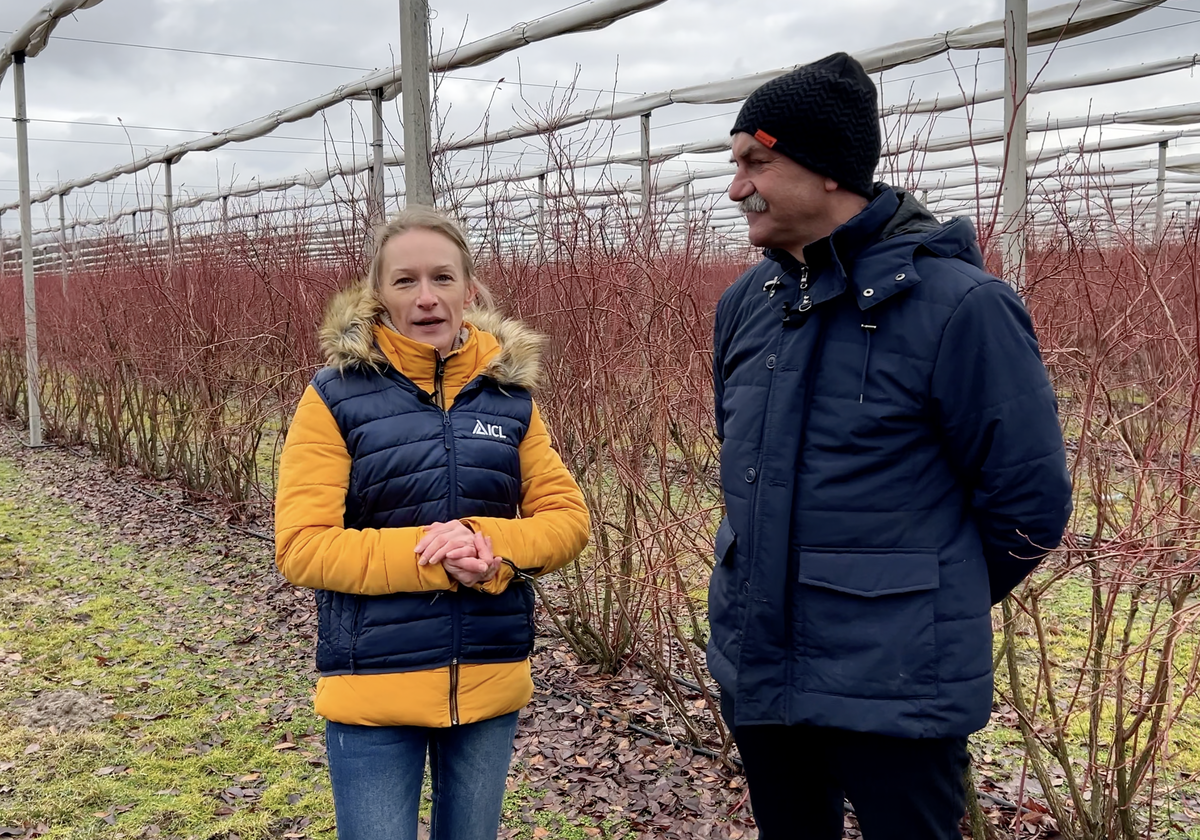 Andrzej Trela, Diana Wieczorek, ICL