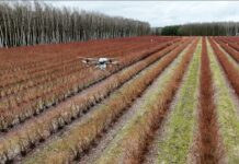 Dron nad plantacją borówek. Rozsiewamy Polysulphate przed nowym sezonem dron, polysulphate, dji, nawożenie borówki, borówka amaerykańska