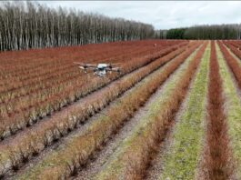 Dron nad plantacją borówek. Rozsiewamy Polysulphate przed nowym sezonem dron, polysulphate, dji, nawożenie borówki, borówka amaerykańska