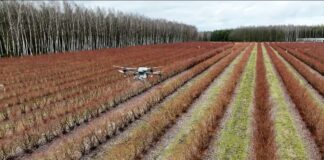 Dron nad plantacją borówek. Rozsiewamy Polysulphate przed nowym sezonem dron, polysulphate, dji, nawożenie borówki, borówka amaerykańska