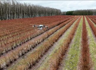 Dron nad plantacją borówek. Rozsiewamy Polysulphate przed nowym sezonem dron, polysulphate, dji, nawożenie borówki, borówka amaerykańska