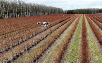 Dron nad plantacją borówek. Rozsiewamy Polysulphate przed nowym sezonem dron, polysulphate, dji, nawożenie borówki, borówka amaerykańska