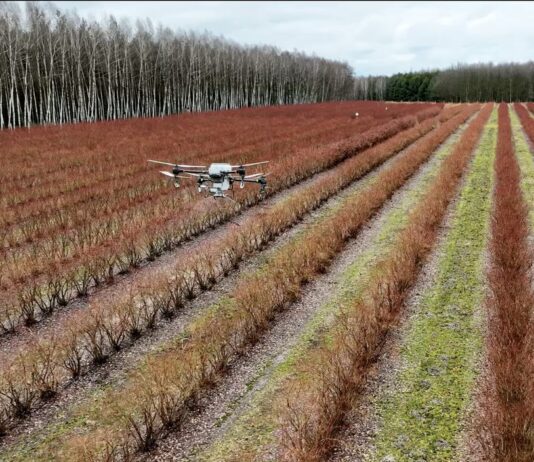Dron nad plantacją borówek. Rozsiewamy Polysulphate przed nowym sezonem dron, polysulphate, dji, nawożenie borówki, borówka amaerykańska