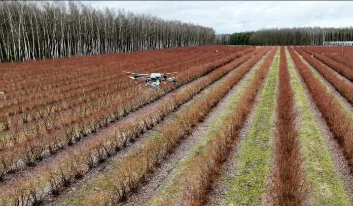 Dron borówka dron, polysulphate, dji, nawożenie borówki, borówka amaerykańska