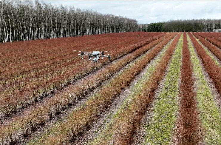 Dron nad plantacją borówek. Rozsiewamy Polysulphate przed nowym sezonem dron, polysulphate, dji, nawożenie borówki, borówka amaerykańska