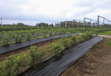 Nowe podejście do zakładania plantacji borówki. LIVE 03.02.2026