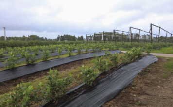 Nowe podejście do zakładania plantacji borówki. LIVE 03.02.2026