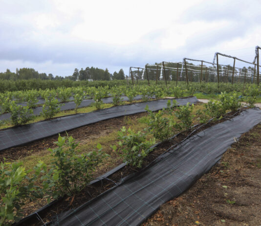 Nowe podejście do zakładania plantacji borówki. LIVE 03.02.2026