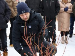 Cięcie i prowadzenie nowych odmian borówki