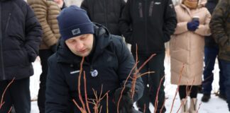 Cięcie i prowadzenie nowych odmian borówki