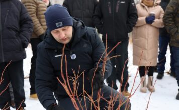 Cięcie i prowadzenie nowych odmian borówki
