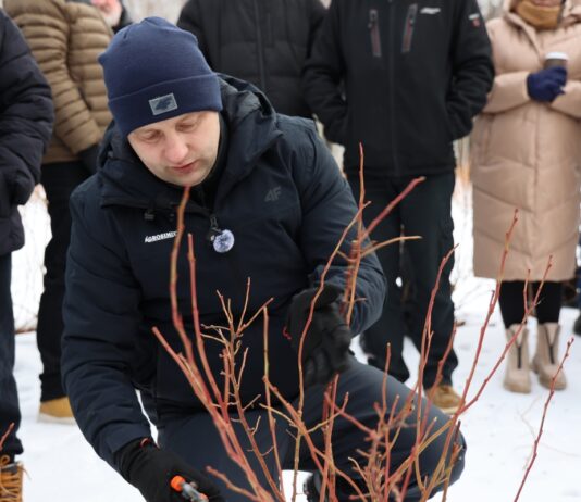 Cięcie i prowadzenie nowych odmian borówki