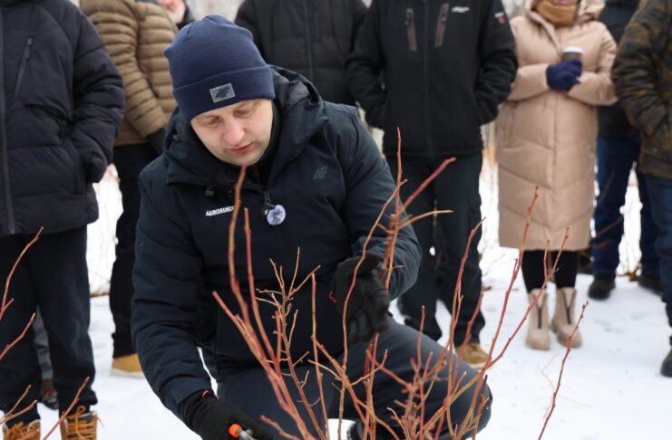 Cięcie i prowadzenie nowych odmian borówki