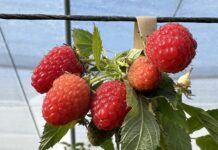 Malinowe propozycje prosto z Włoch easy star, raspberry, malinowe propozycje