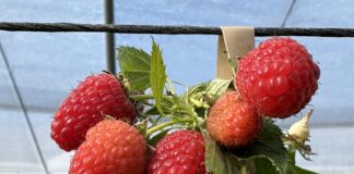 Malinowe propozycje prosto z Włoch easy star, raspberry, malinowe propozycje