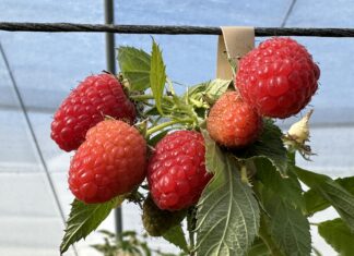 Malinowe propozycje prosto z Włoch easy star, raspberry, malinowe propozycje