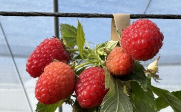 Malinowe propozycje prosto z Włoch easy star, raspberry, malinowe propozycje