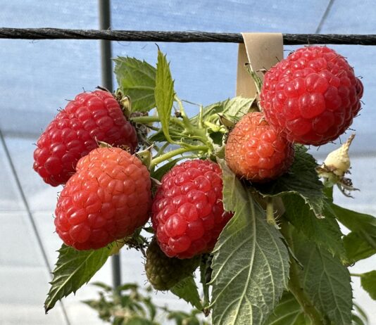 Malinowe propozycje prosto z Włoch easy star, raspberry, malinowe propozycje