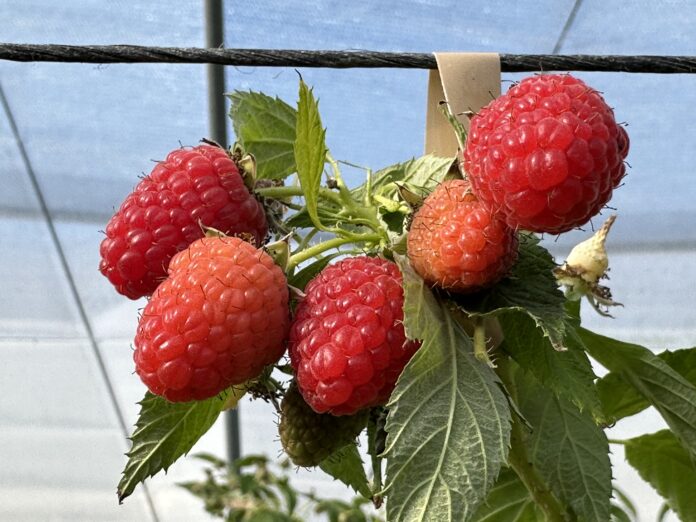 easy star, raspberry, malinowe propozycje