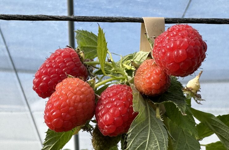 Malinowe propozycje prosto z Włoch easy star, raspberry, malinowe propozycje