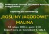 Polska malina na globalnym zakręcie: Jakość, specjalizacja i nowe wyzwania