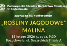 Polska malina na globalnym zakręcie: Jakość, specjalizacja i nowe wyzwania