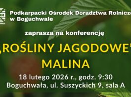 Polska malina na globalnym zakręcie: Jakość, specjalizacja i nowe wyzwania