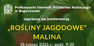 Polska malina na globalnym zakręcie: Jakość, specjalizacja i nowe wyzwania