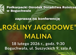 Polska malina na globalnym zakręcie: Jakość, specjalizacja i nowe wyzwania
