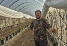 Maliny w tunelach po zimie. Jak rozpoczął się sezon w gospodarstwie Norberta Kota?