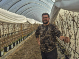 Maliny w tunelach po zimie. Jak rozpoczął się sezon w gospodarstwie Norberta Kota?