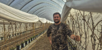 Maliny w tunelach po zimie. Jak rozpoczął się sezon w gospodarstwie Norberta Kota?