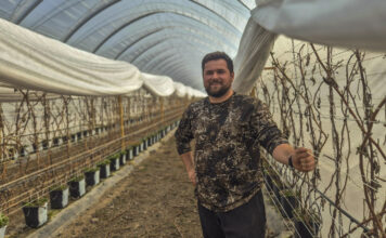 Maliny w tunelach po zimie. Jak rozpoczął się sezon w gospodarstwie Norberta Kota?