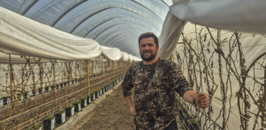 Maliny w tunelach po zimie. Jak rozpoczął się sezon w gospodarstwie Norberta Kota?