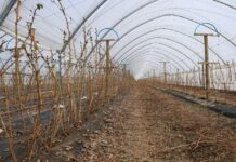 Start nawożenia na plantacjach malin. To warto wiedzieć nawożenie malin