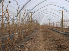 Start nawożenia na plantacjach malin. To warto wiedzieć nawożenie malin