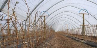 Start nawożenia na plantacjach malin. To warto wiedzieć nawożenie malin