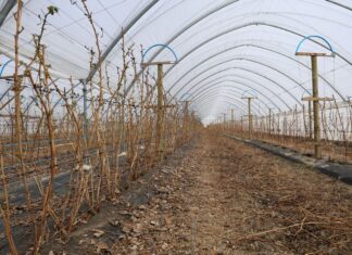 Start nawożenia na plantacjach malin. To warto wiedzieć nawożenie malin