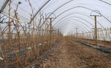 Start nawożenia na plantacjach malin. To warto wiedzieć nawożenie malin