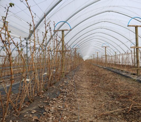 Start nawożenia na plantacjach malin. To warto wiedzieć nawożenie malin