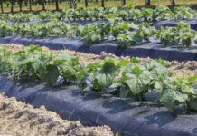 Warzywnicza alternatywa dla jagodowych gospodarstw