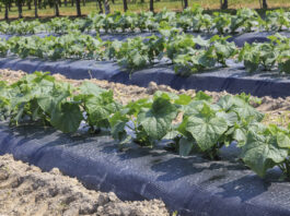 Warzywnicza alternatywa dla jagodowych gospodarstw