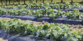 Warzywnicza alternatywa dla jagodowych gospodarstw