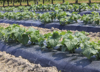 Warzywnicza alternatywa dla jagodowych gospodarstw