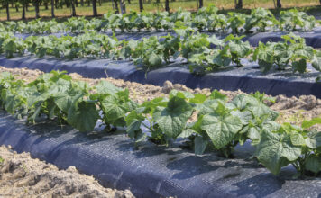 Warzywnicza alternatywa dla jagodowych gospodarstw