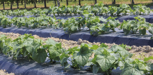 Warzywnicza alternatywa dla jagodowych gospodarstw