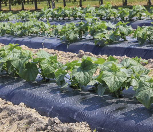 Warzywnicza alternatywa dla jagodowych gospodarstw